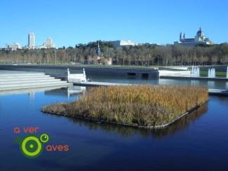 Árboles en Navidad con regalos a cero euros. Son para ti xxxxxxxxxxx