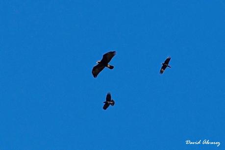 Rapaces y córvidos Rapaces y córvidos