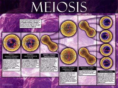 Meiosis