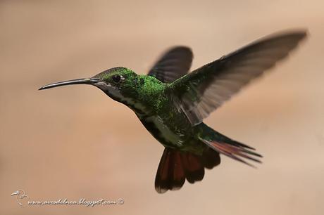 Picaflor vientre negro (Black-throated Mango) Anthracothorax nigricollis Picaflor vientre negro (Black-throated Mango) Anthracothorax nigricollis