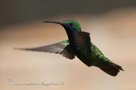 Picaflor vientre negro (Black-throated Mango) Anthracothorax nigricollis Picaflor vientre negro (Black-throated Mango) Anthracothorax nigricollis