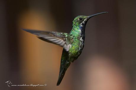 Picaflor vientre negro (Black-throated Mango) Anthracothorax nigricollis Picaflor vientre negro (Black-throated Mango) Anthracothorax nigricollis
