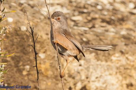 Sylvia undata,Curruca rabilarga,DARTFORD WARBLER UNA CURRUCA MUY SIMPATICA Sylvia undata,Curruca rabilarga,DARTFORD WARBLER UNA CURRUCA MUY SIMPATICA