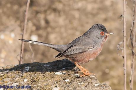 Sylvia undata,Curruca rabilarga,DARTFORD WARBLER UNA CURRUCA MUY SIMPATICA Sylvia undata,Curruca rabilarga,DARTFORD WARBLER UNA CURRUCA MUY SIMPATICA