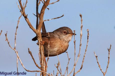 Sylvia undata,Curruca rabilarga,DARTFORD WARBLER UNA CURRUCA MUY SIMPATICA Sylvia undata,Curruca rabilarga,DARTFORD WARBLER UNA CURRUCA MUY SIMPATICA