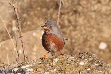 Sylvia undata,Curruca rabilarga,DARTFORD WARBLER UNA CURRUCA MUY SIMPATICA Sylvia undata,Curruca rabilarga,DARTFORD WARBLER UNA CURRUCA MUY SIMPATICA