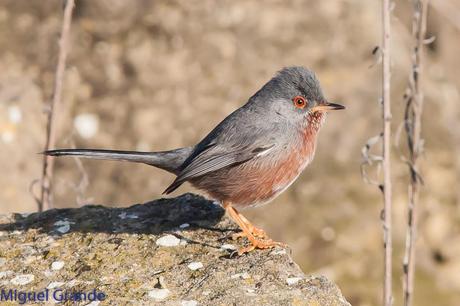 Sylvia undata,Curruca rabilarga,DARTFORD WARBLER UNA CURRUCA MUY SIMPATICA Sylvia undata,Curruca rabilarga,DARTFORD WARBLER UNA CURRUCA MUY SIMPATICA