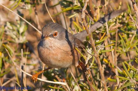 Sylvia undata,Curruca rabilarga,DARTFORD WARBLER UNA CURRUCA MUY SIMPATICA Sylvia undata,Curruca rabilarga,DARTFORD WARBLER UNA CURRUCA MUY SIMPATICA