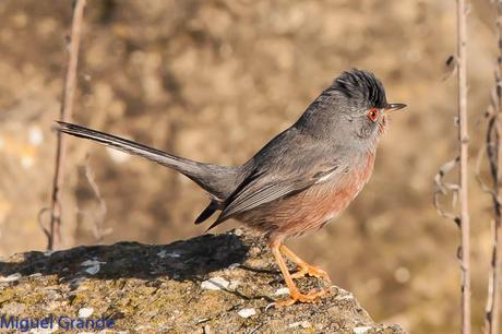 Sylvia undata,Curruca rabilarga,DARTFORD WARBLER UNA CURRUCA MUY SIMPATICA Sylvia undata,Curruca rabilarga,DARTFORD WARBLER UNA CURRUCA MUY SIMPATICA