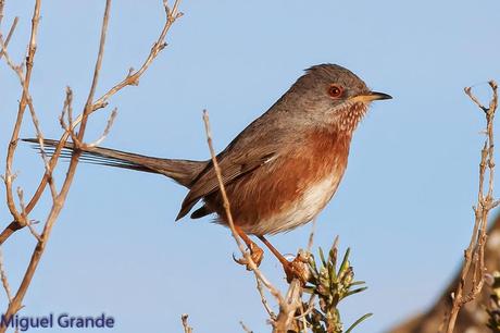 Sylvia undata,Curruca rabilarga,DARTFORD WARBLER UNA CURRUCA MUY SIMPATICA Sylvia undata,Curruca rabilarga,DARTFORD WARBLER UNA CURRUCA MUY SIMPATICA