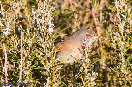 Sylvia undata,Curruca rabilarga,DARTFORD WARBLER UNA CURRUCA MUY SIMPATICA Sylvia undata,Curruca rabilarga,DARTFORD WARBLER UNA CURRUCA MUY SIMPATICA