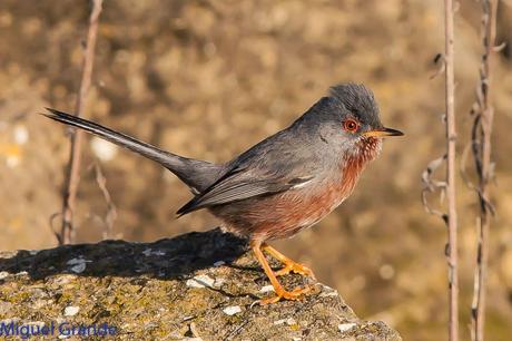 Sylvia undata,Curruca rabilarga,DARTFORD WARBLER UNA CURRUCA MUY SIMPATICA Sylvia undata,Curruca rabilarga,DARTFORD WARBLER UNA CURRUCA MUY SIMPATICA