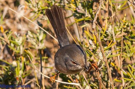 Sylvia undata,Curruca rabilarga,DARTFORD WARBLER UNA CURRUCA MUY SIMPATICA Sylvia undata,Curruca rabilarga,DARTFORD WARBLER UNA CURRUCA MUY SIMPATICA