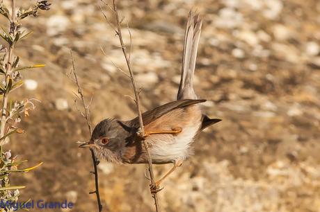 Sylvia undata,Curruca rabilarga,DARTFORD WARBLER UNA CURRUCA MUY SIMPATICA Sylvia undata,Curruca rabilarga,DARTFORD WARBLER UNA CURRUCA MUY SIMPATICA