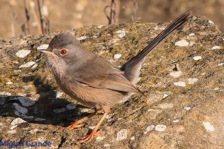 Sylvia undata,Curruca rabilarga,DARTFORD WARBLER UNA CURRUCA MUY SIMPATICA Sylvia undata,Curruca rabilarga,DARTFORD WARBLER UNA CURRUCA MUY SIMPATICA