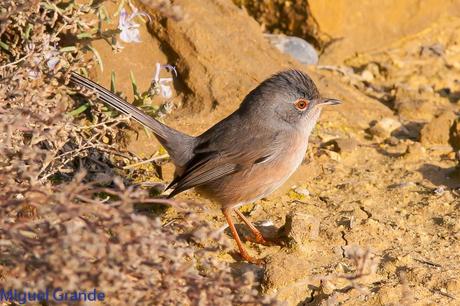 Sylvia undata,Curruca rabilarga,DARTFORD WARBLER UNA CURRUCA MUY SIMPATICA Sylvia undata,Curruca rabilarga,DARTFORD WARBLER UNA CURRUCA MUY SIMPATICA