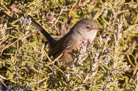 Sylvia undata,Curruca rabilarga,DARTFORD WARBLER UNA CURRUCA MUY SIMPATICA Sylvia undata,Curruca rabilarga,DARTFORD WARBLER UNA CURRUCA MUY SIMPATICA