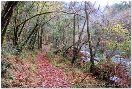 Ruta running por las Fragas del Eume o correr como un niño con sandalias nuevas