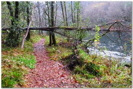 Ruta running por las Fragas del Eume o correr como un niño con sandalias nuevas