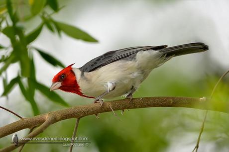 Cardenal común (Red-crested Cardinal) Paroaria coronata