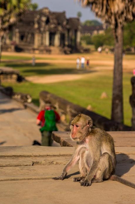 Monos en el recinto, Angkor