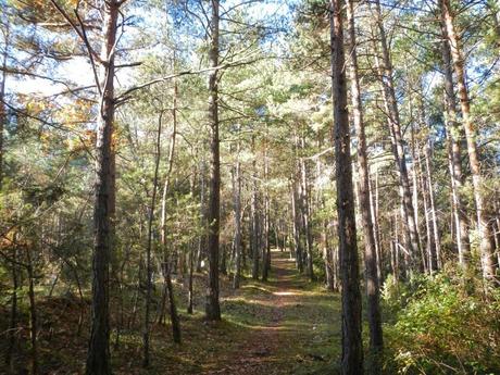 De Campdevànol a Ribes per la derecha del río Freser De Campdevànol a Ribes per la derecha del río Freser