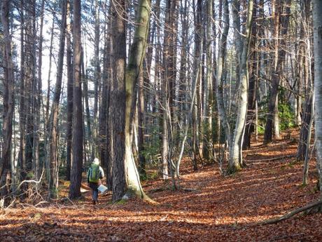 De Campdevànol a Ribes per la derecha del río Freser De Campdevànol a Ribes per la derecha del río Freser