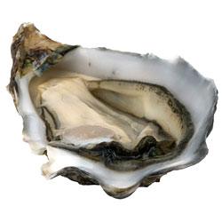 Gastronomía: Las ostras, en Navidad Gastronomía: Las ostras, en Navidad