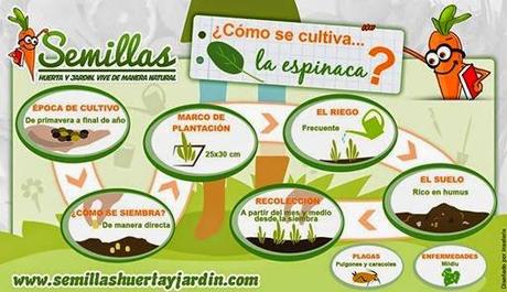 Infografía del cultivo de Espinaca