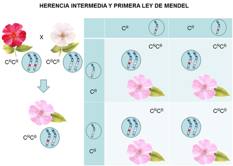 (Un poco) más allá de las leyes de Mendel