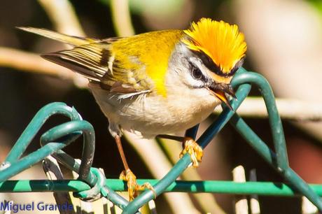 Reyezuelo listado (Regulus ignicapilla)-Firecrest