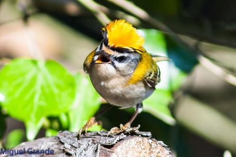 Reyezuelo listado (Regulus ignicapilla)-Firecrest