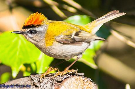 Reyezuelo listado (Regulus ignicapilla)-Firecrest