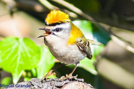 Reyezuelo listado (Regulus ignicapilla)-Firecrest