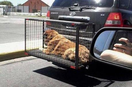 Advierten que los animales deben viajar adentro del auto, en la parte de atrás Advierten que los animales deben viajar adentro del auto, en la parte de atrás