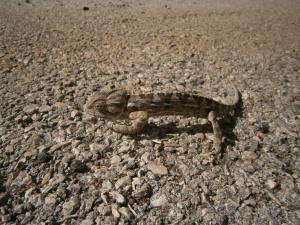 Reintroducción de fauna extinta en Israel OLYMPUS DIGITAL CAMERA