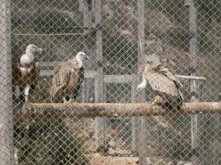 Reintroducción de fauna extinta en Israel OLYMPUS DIGITAL CAMERA