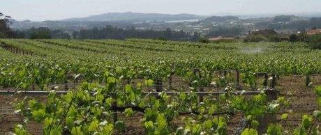 OS PRESENTAMOS A “BODEGA SANTIAGO ROMA” (ALBARIÑOS DE PRESTIGIO INTERNACIONAL) viñedo