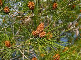 Lo que necesitas saber al soñar con pinos. sueño con pinos