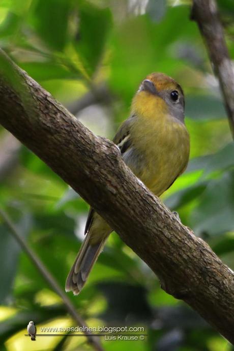 Bailarín verde (Wing-barred Manakin) Piprites chloris