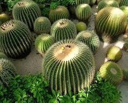¿Qué significa soñar con cactus? sueño con cactus