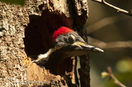 Carpintero garganta estriada (Lineated Woodpecker) Dryocopus lineatus Carpintero garganta estriada (Lineated Woodpecker) Dryocopus lineatus