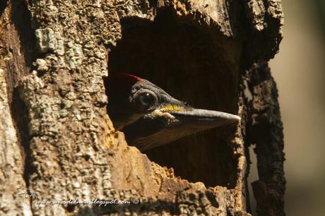 Carpintero garganta estriada (Lineated Woodpecker) Dryocopus lineatus Carpintero garganta estriada (Lineated Woodpecker) Dryocopus lineatus