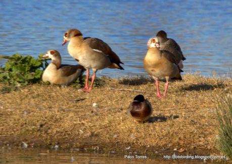 PNAE: Alopochen aegyptiaca PNAE: Alopochen aegyptiaca