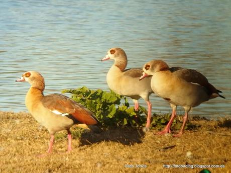 PNAE: Alopochen aegyptiaca PNAE: Alopochen aegyptiaca