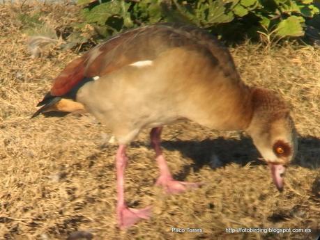 PNAE: Alopochen aegyptiaca PNAE: Alopochen aegyptiaca