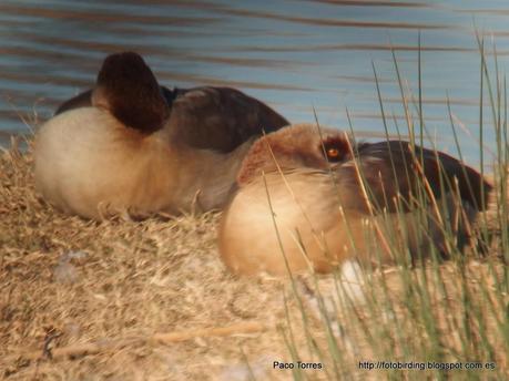 PNAE: Alopochen aegyptiaca PNAE: Alopochen aegyptiaca