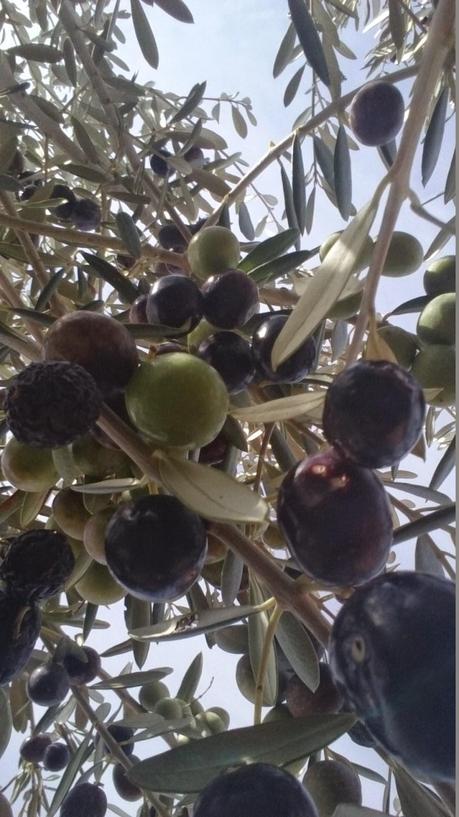 OLIVARES MANCHEGOS... OLIVARES MANCHEGOS...