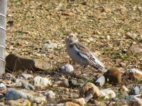 Escribano nival (Plectrophenax nivalis) en Marismas del Odiel - Snow bunting in Marismas del Odiel (Huelva, southern Spain)