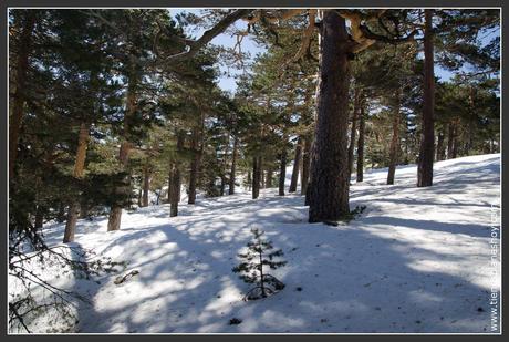 Excursión raquetas de nieve desde el Puerto de Navacerrada